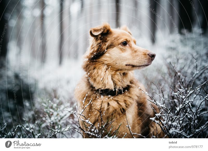 On the dog come Pt.1 Nature Landscape Winter Snow Tree Bushes Forest Animal Pet Dog Animal face Pelt Observe Sit Cuddly Soft Brown Yellow Gray Black White