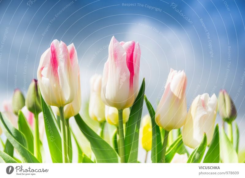 Pink white tulips on the cloudy sky Lifestyle Style Design Leisure and hobbies Summer Garden Nature Plant Sky Clouds Storm clouds Spring Beautiful weather