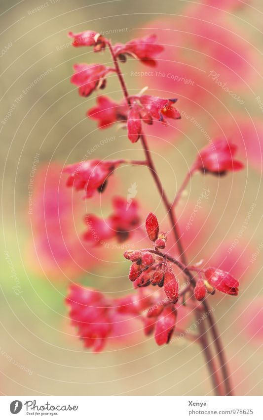 Pink plant Nature Plant Blossoming Red Romance bleed Dreamily Close-up Deserted Day Blur Shallow depth of field Colour photo Exterior shot flowers Garden