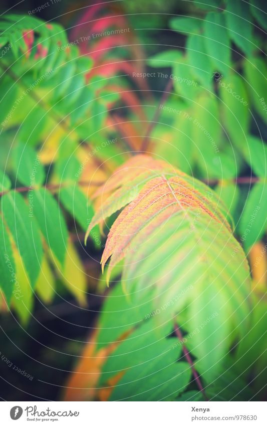 fern Environment Nature Plant Fern flaked Foliage plant green Deserted Day Shallow depth of field Colour photo Exterior shot Detail Blur Copy Space top