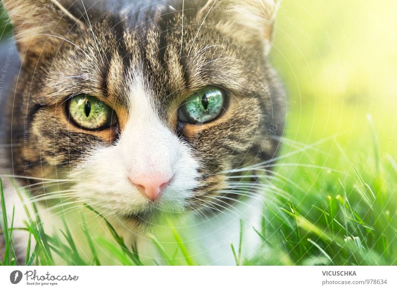 Cat Portrait with different colored eyes Lifestyle Style Summer Garden Nature Spring Park Animal Pet 1 Soft Free Grass Close-up Eyes Difference Multicoloured