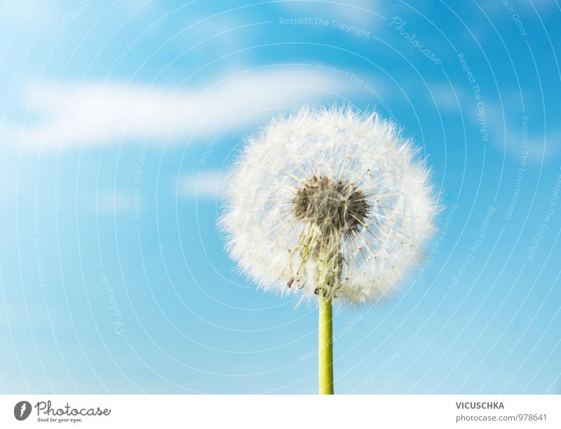 Fluffy dandelion flowers in sky background Design Summer Garden Environment Nature Plant Sky Spring Beautiful weather Warmth Meadow Field Jump Peace
