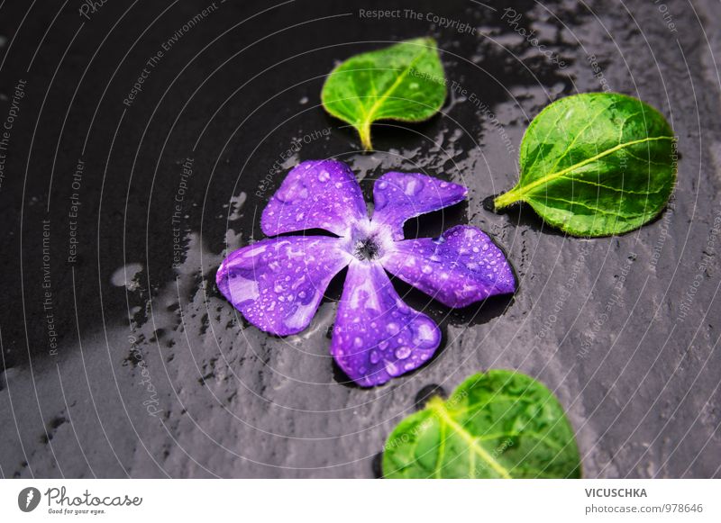 Evergreen blossom with water drops on wet slate Style Design Life Spa Leisure and hobbies Summer Garden Nature Plant Water Spring Autumn Rain Flower Leaf