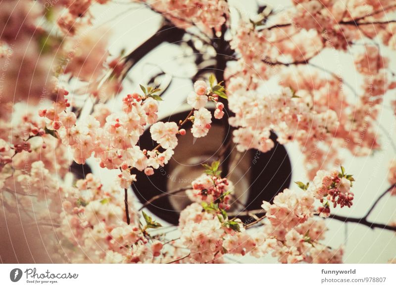 Cherry blossoms are beautiful! Nature Plant Spring Beautiful weather Tree Japanese flower cherry Blossom Blossom leave Flowering plant Esthetic Fragrance