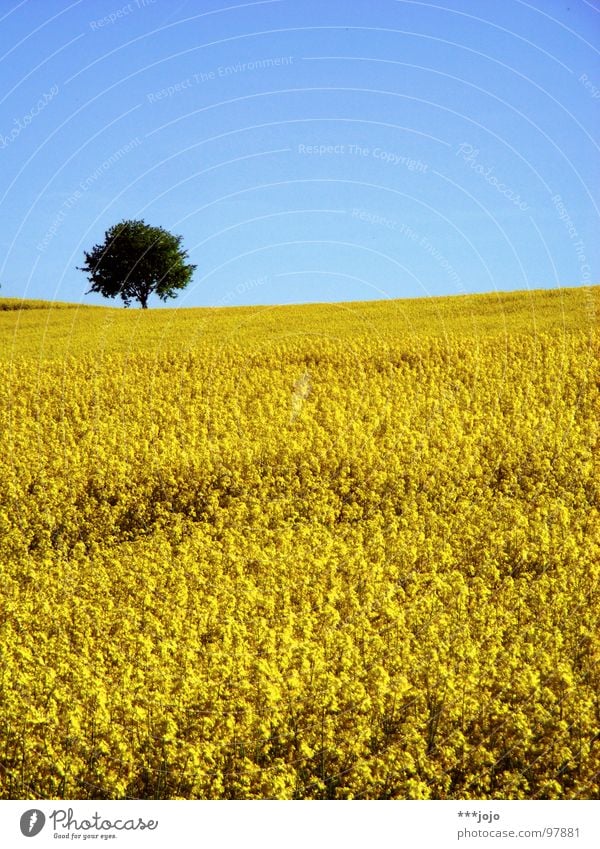 The yellow danger strikes back Canola Plant Yellow Spring Field Canola field Agriculture Honey Bee Blossom Flower Ecological May Tree Oil Blue Americas Sky