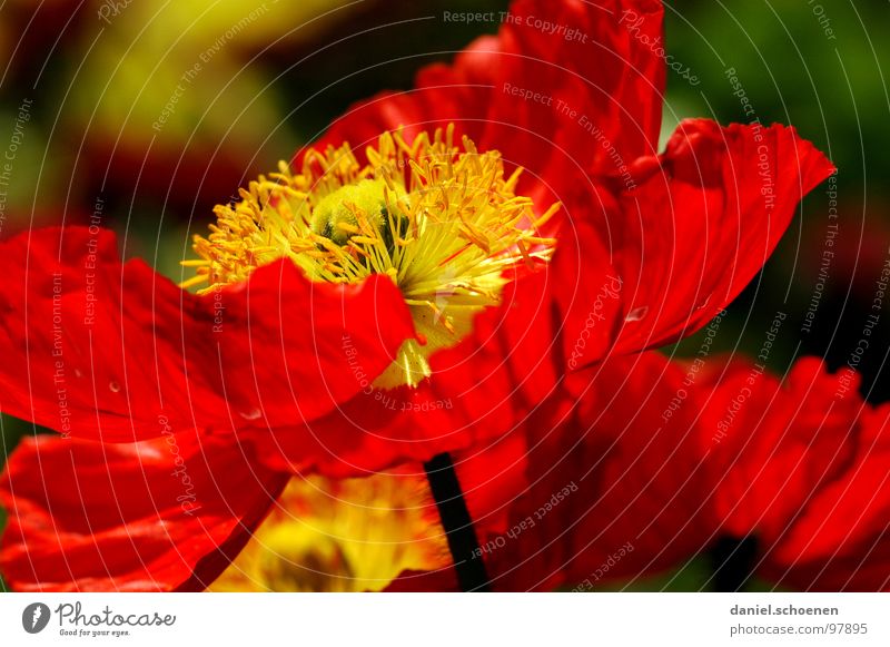 fiery red Red Green Spring Summer Flower Blossom Background picture Grass green Depth of field Meadow Corn poppy Environment Macro (Extreme close-up) Close-up