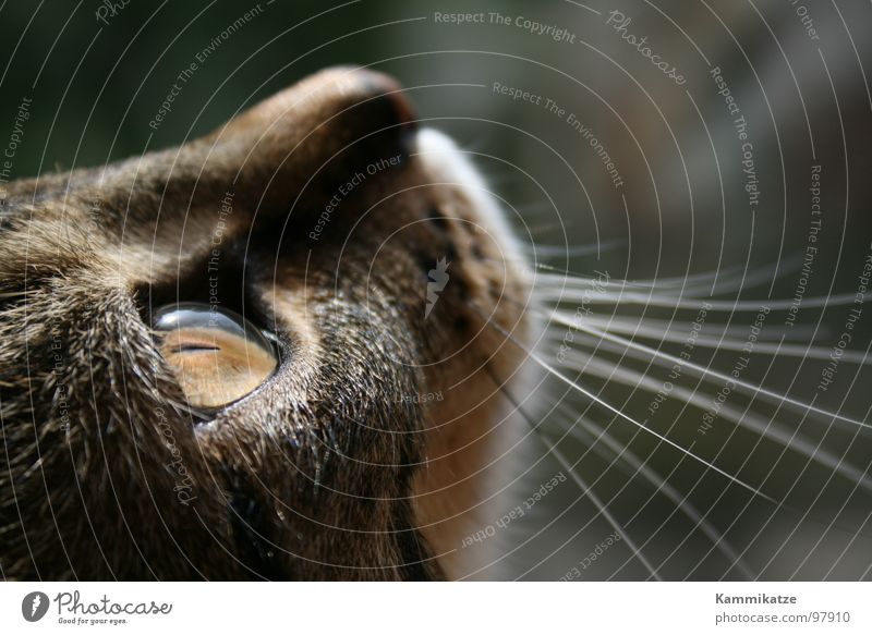 Hangover Mauser Cat Whisker Pet Snout Pelt Mammal Domestic cat Cat eyes Detail mackerelled
