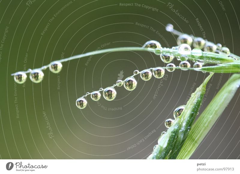 water pearls Joy Beautiful Life Nature Plant Water Drops of water Fantastic Large Small Round Many Green Blade of grass Surface tension Fragile Multiple