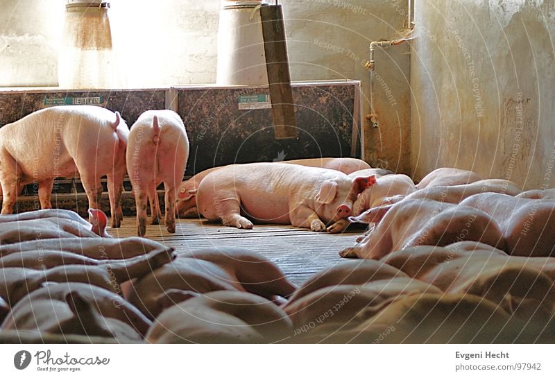 Pigs stable Swine Village Barn Sleep Animal Pet Farm animal Mammal Battle pigsty Hat Fatigue Room