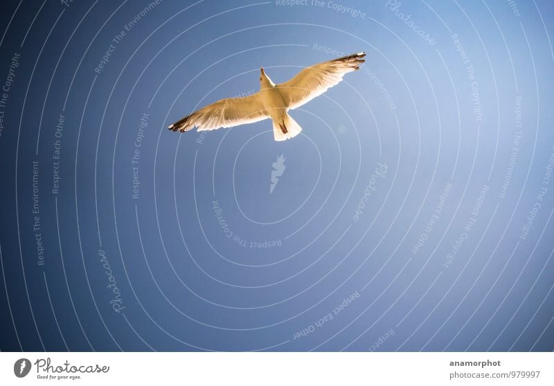 seagull in flight Nature Animal Sky Cloudless sky Sunlight Summer Beautiful weather Wind Ocean Staint-Malo Bird Wing 1 Blue Colour photo Exterior shot