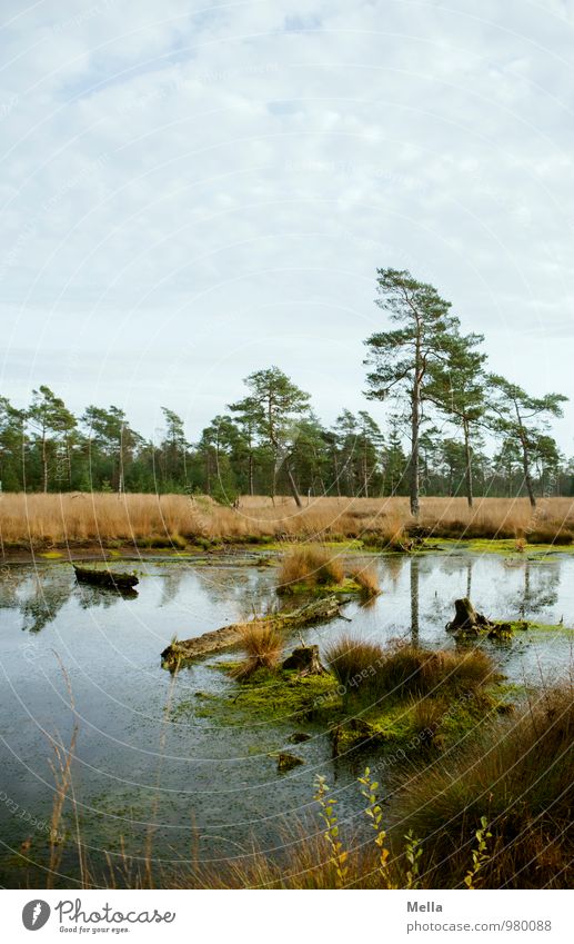 Sunday moor Environment Nature Landscape Plant Elements Water Tree Bog Marsh Pond Sustainability Natural Loneliness Idyll Calm Transience Log Pine