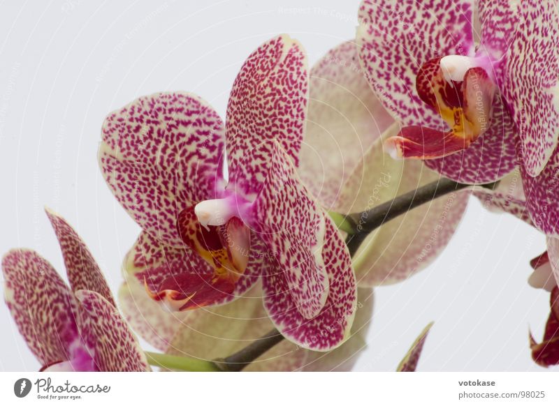orchid Orchid Blossom Macro (Extreme close-up) Close-up Beautiful purple orchid red orchid