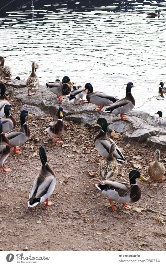 ! trash ! | duck casserole Environment Nature Earth Autumn Leaf Lakeside Wild animal Duck Group of animals Stone Sand Authentic Friendliness Cold Small Wet