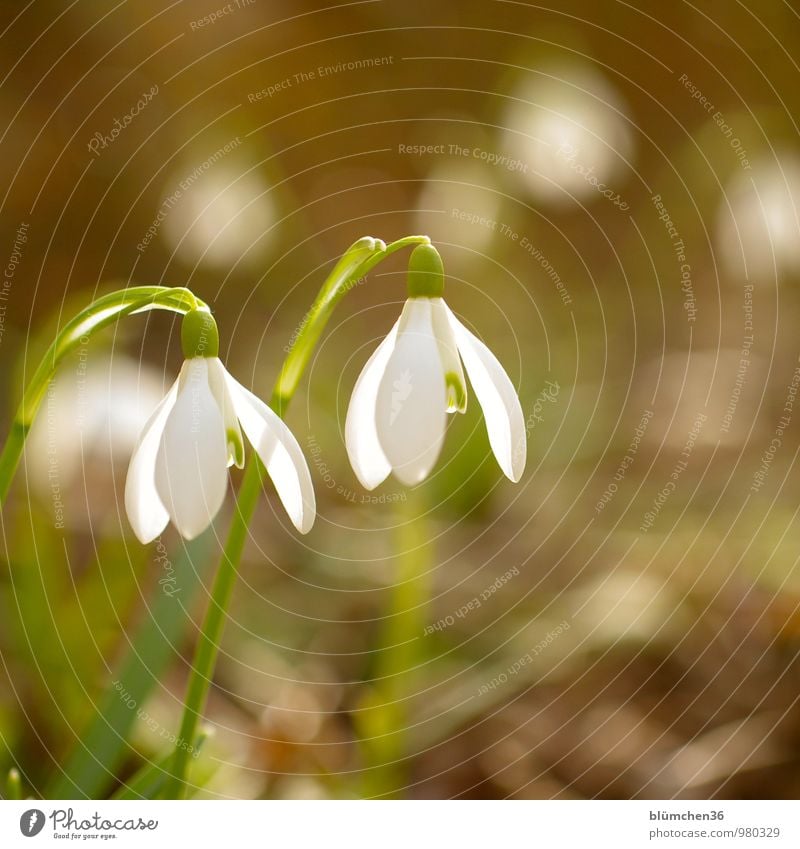 SPRING MESSENGERS Nature Plant Spring Flower Blossom Snowdrop Amaryllis Poisonous plant Alkaloid Blossoming Stand Growth Beautiful Kitsch Green White