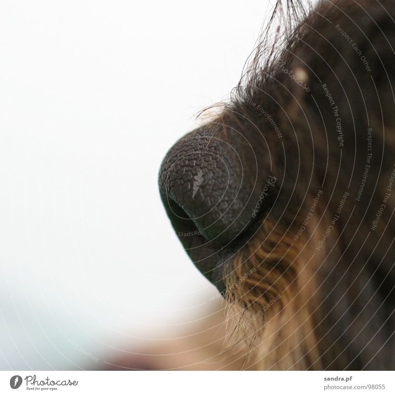 *sniff* Dog Facial hair Black Brown Breathe Dachshund Beige Damp Wet Nostril Air White Macro (Extreme close-up) Close-up Mammal Services Nose