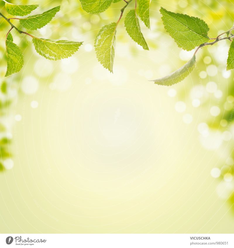 Spring background with green leaves and bokeh Style Design Well-being Meditation Summer Sun Garden Nature Plant Air Beautiful weather Leaf Park Forest Sign Blur