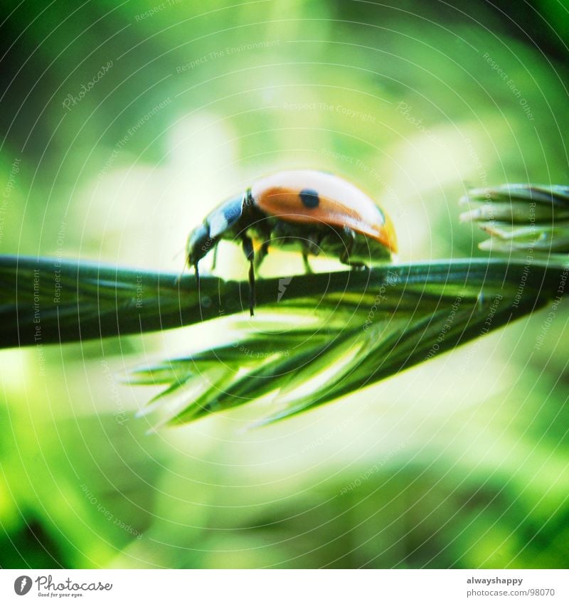 I hate animal photos. Ladybird Summer Blade of grass Red Black Square Middle Pests Crawl Beetle Grass green Sun happy Point Yippieyippieyah creep fleece bugs