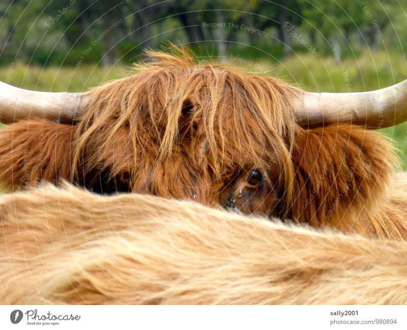 I see you... Animal Farm animal Cow Highland cattle 2 Observe Dirty Friendliness Curiosity Wild Brown Cool (slang) Peaceful Watchfulness Interest Skeptical