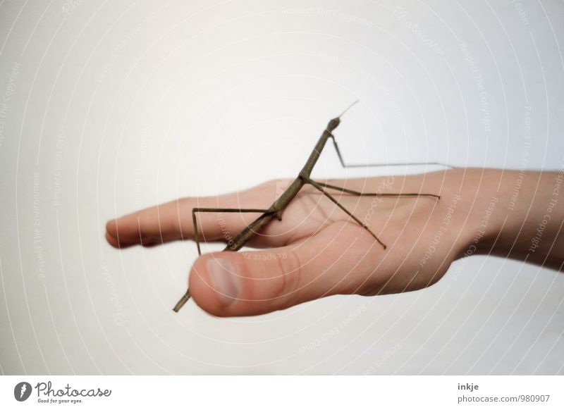 tame Hand 1 Human being Animal Pet Wild animal Insect Locust stick insect Crouch Exceptional Thin Authentic Near Emotions Trust Love of animals Peaceful Caution
