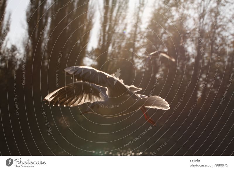 seagull bathed in warm light Environment Nature Animal Wild animal Bird Seagull 1 Flying Esthetic Movement Freedom Visual spectacle Wing Exterior shot Deserted