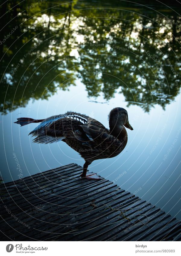Yoga in the morning Water Sky Summer Tree Pond Lake Wild animal Duck 1 Animal Movement Stand Esthetic Exceptional Funny Positive Contentment Serene Elegant