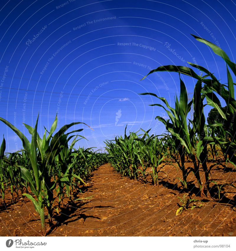 Maize for biogas Green Field Agriculture Organic produce Maize field Plant Vitamin Far-off places Arrangement Genetic engineering Cornfield Wheat Rye Barley