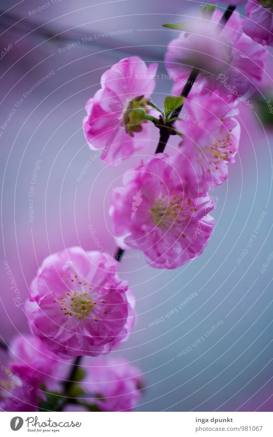 peach blossom Environment Nature Plant Tree Blossom Peach blossom Peach tree Rose plants Garden Park Blossoming Beautiful Pink Emotions Moody Spring fever