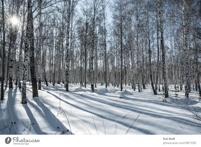 birches Beautiful weather Snow Meadow Forest Esthetic Cold Birch wood Winter Snowscape Snowfall Sunbeam Shadow play Idyll Calm Stagnating Nature Environment