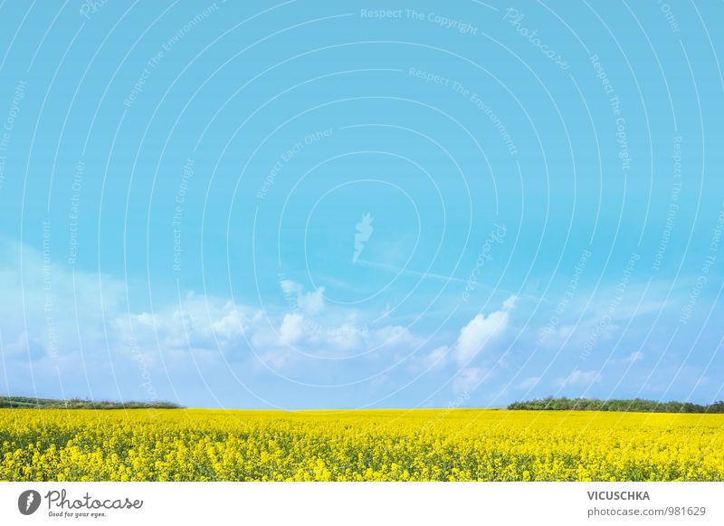 Rapeseed field under the blue sky Food Cooking oil Lifestyle Design Garden Nature Plant Sky Horizon Sunlight Spring Summer Beautiful weather Agricultural crop