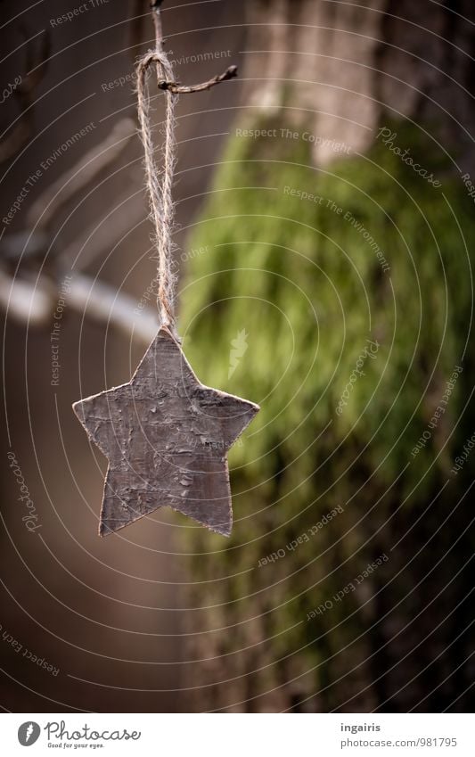 starlet on branch Christmas & Advent Nature Plant Tree Moss Tree trunk Christmas tree decorations Tree bark Branch Park Forest Wood Star (Symbol) Hang To dry up