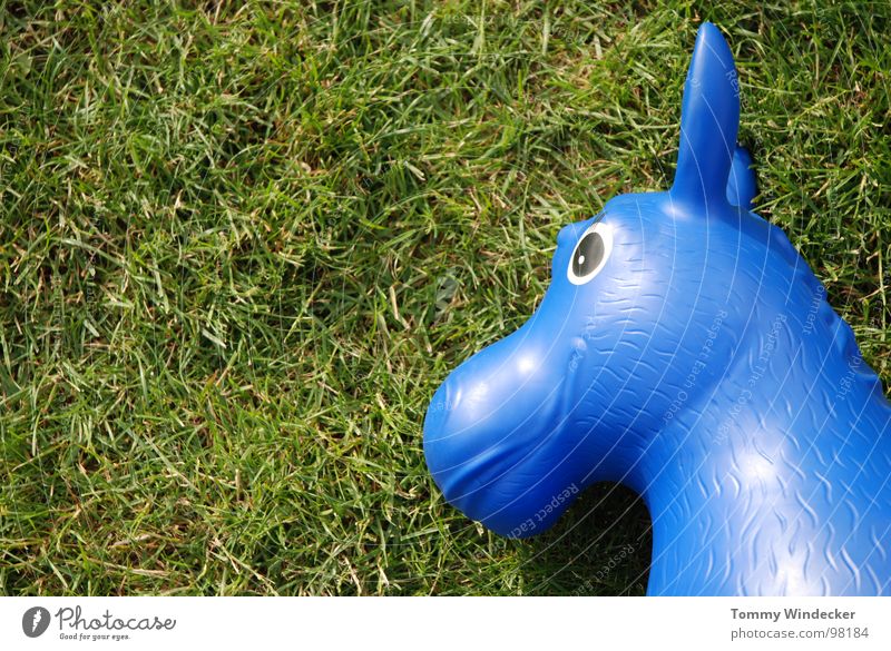 blue mould Horse Meadow Grass Blade of grass Green Toys Summer Rubber Playing Hop Easter gift Rocking horse Rubber toy animal Equestrian sports Lawn Blue Statue
