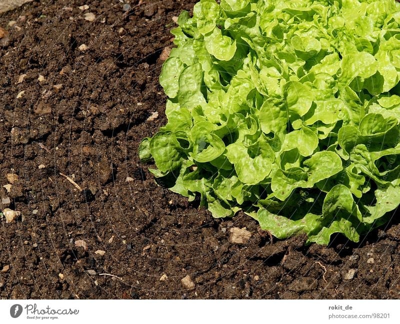 Eat more salad... Green Healthy Vitamin Snail Gain favor Field Vegetable Lettuce Floor covering Earth reach green salad Garden Nutrition Agriculture