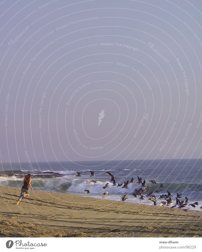 shoo, shoo Ocean Seagull Woman Beach Coast Walking Freedom Flying Water