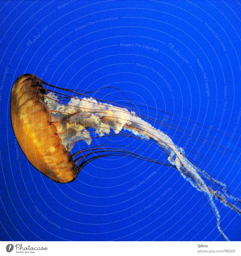 Jellyfish - Jellyfish I Ocean Monterey Bay Aquarium Fish Water sea ocan blue