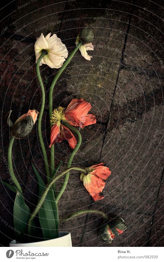 fallen Flower Poppy To fall Lie Authentic Fatigue Vase Paving stone Accident Still Life Colour photo Exterior shot Deserted Bird's-eye view