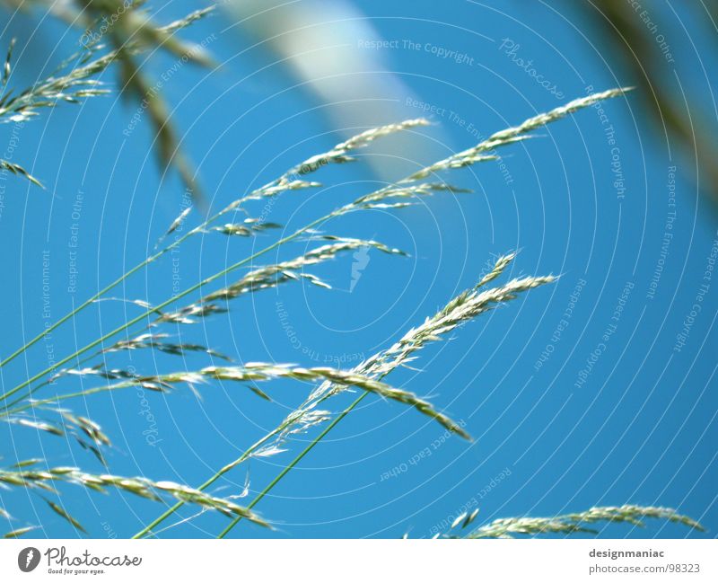 A question of the ear Cornfield Blade of grass Blur Worm's-eye view Light blue Grass Ear of corn Yeast Wheat Rye Wholewheat Ecological Pure Field Airy Grain Sky