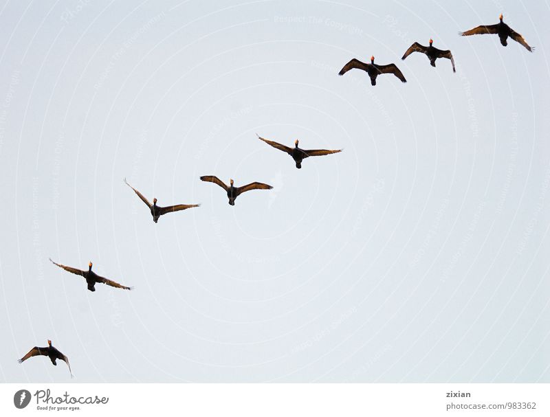 Double-crested Cormorants Animal Wild animal Bird Fly Group of animals Reliability Joy Team Teamwork Survive Colour photo Aerial photograph Pattern Deserted
