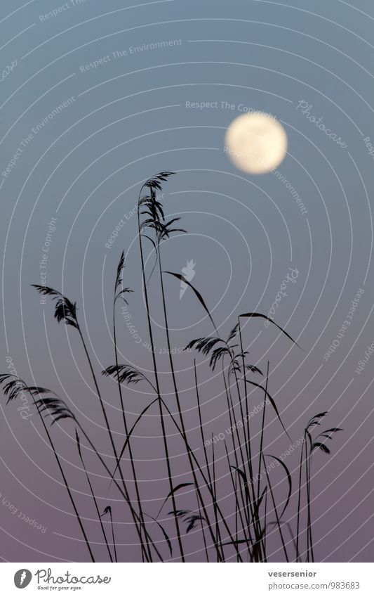 moon over reed Air Sky Moon Plant Grass Common Reed Simple Blue Violet Emotions Romance Belief Longing Eternity Calm Dream Infinity Transience Colour photo