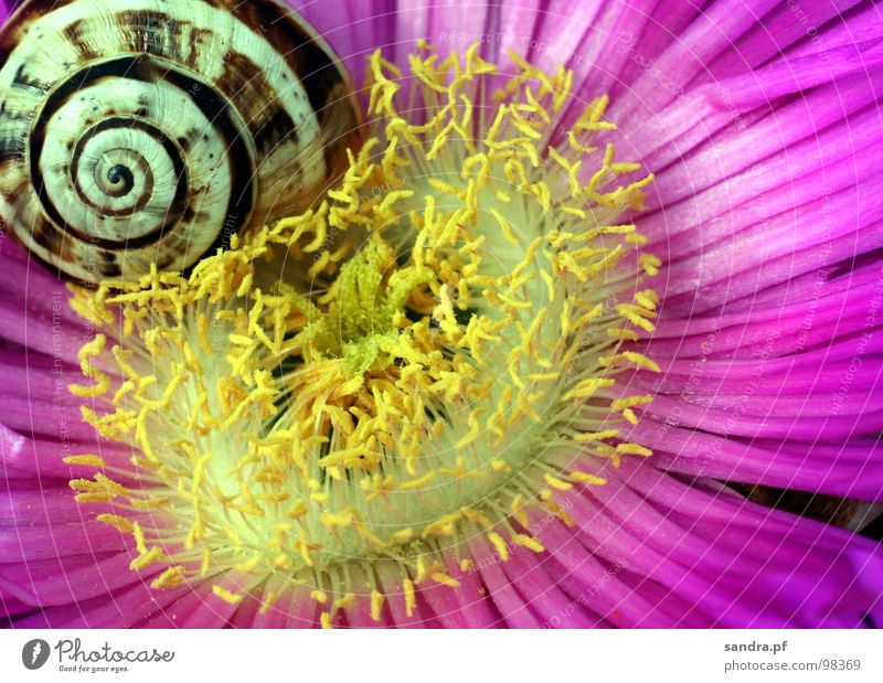 Sweet dreams Blossom Stamen Sleep Yellow White Pink Violet Flower Snail shell Wake up Multicoloured Happiness Spiral Macro (Extreme close-up) Close-up Spring