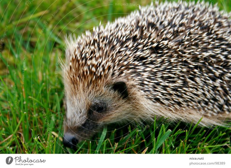 pincushions Hedgehog Animal Meadow Odor Snout Mammal curl To hibernate nocturnal Spine