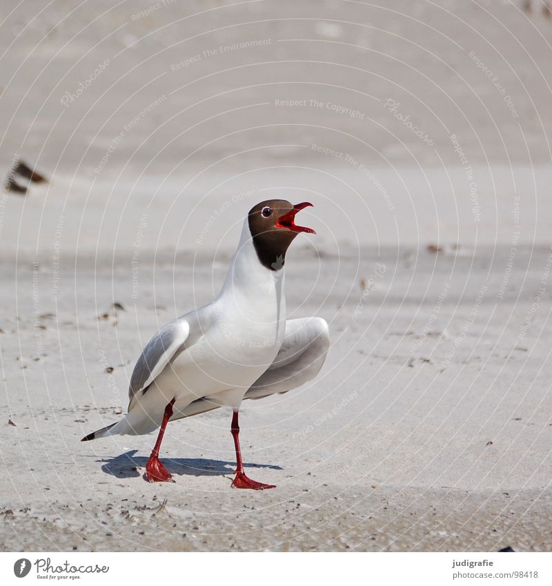 revolutionary Beak Black-headed gull  Seagull Bird Summer Beach Ocean Lake Vacation & Travel Feather Fischland Western Beach Ornithology Environment Anger