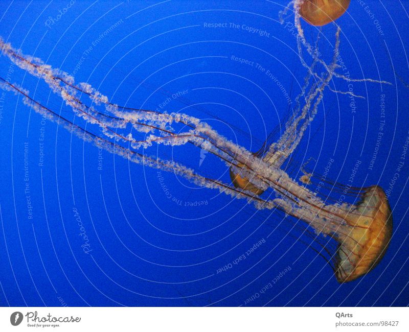 Jellyfish - Jellyfish II Ocean Monterey Bay Aquarium Fish Navigation sea ocan water blue