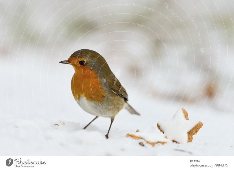 Robin - Christmassy Environment Nature Animal Winter Ice Frost Snow Wild animal Bird 1 Red White Christmas & Advent Robin redbreast Star cinnamon biscuit