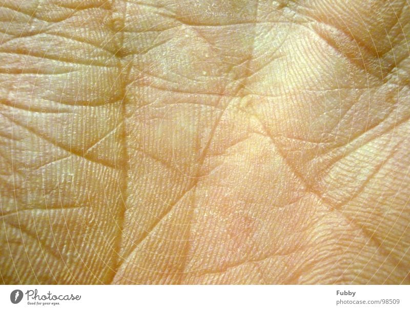lifeline Hand Skin color Macro (Extreme close-up) Close-up Rachis Structures and shapes Wrinkles Parts of body Limbs