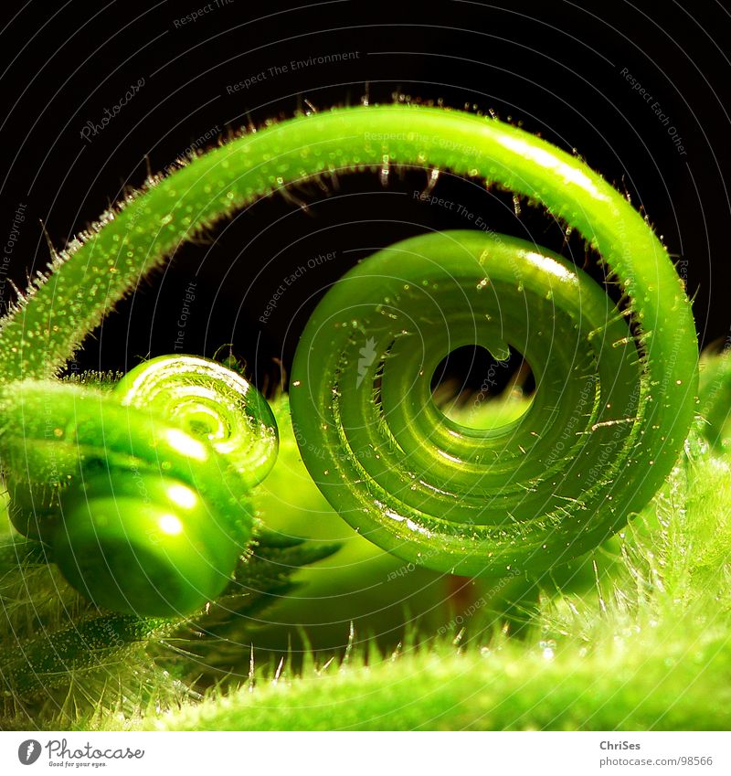 Rolled 02 Pumpkin Creeper Tendril Coil Green Plant Botany Macro (Extreme close-up) Close-up Loop Bud Light green Dark background Spiral