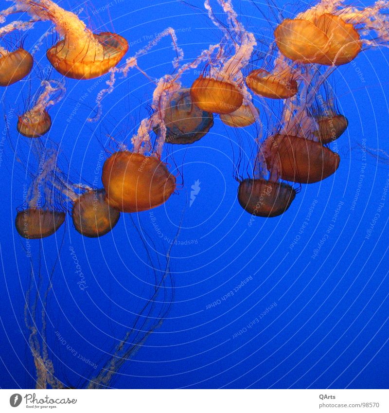 Jellyfish - Jellyfish III Ocean Monterey Bay Aquarium Fish Water sea ocan blue