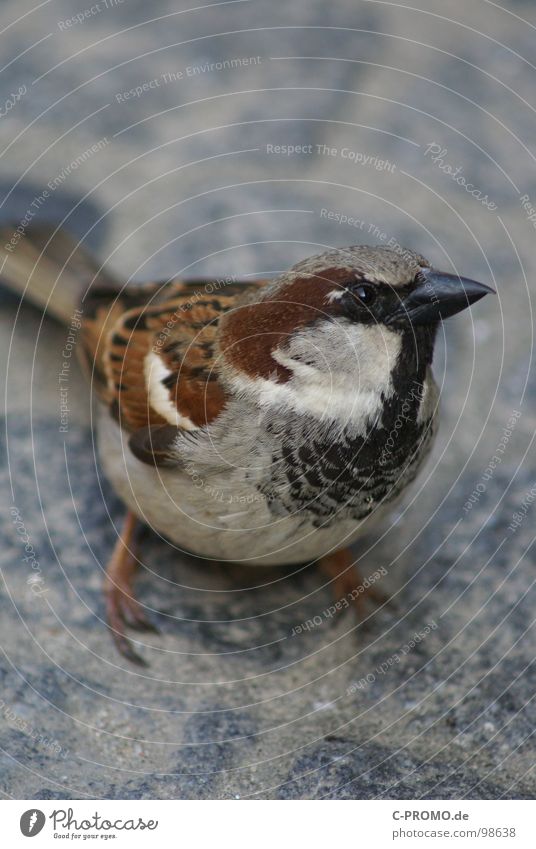 Haste mal`n crumbs Bird Curiosity Small Brown Beak Sparrow Feather Animal portrait Animal face Close-up Be confident Copy Space top Looking into the camera Cute