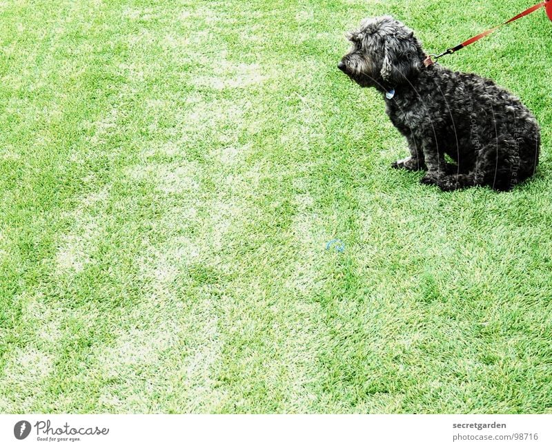exciting game Playing field Artificial lawn Dog Animal Green Sporting grounds Poodle Gloomy Red Black Dog tag Silhouette Crossbreed Paw Lop ears Boredom