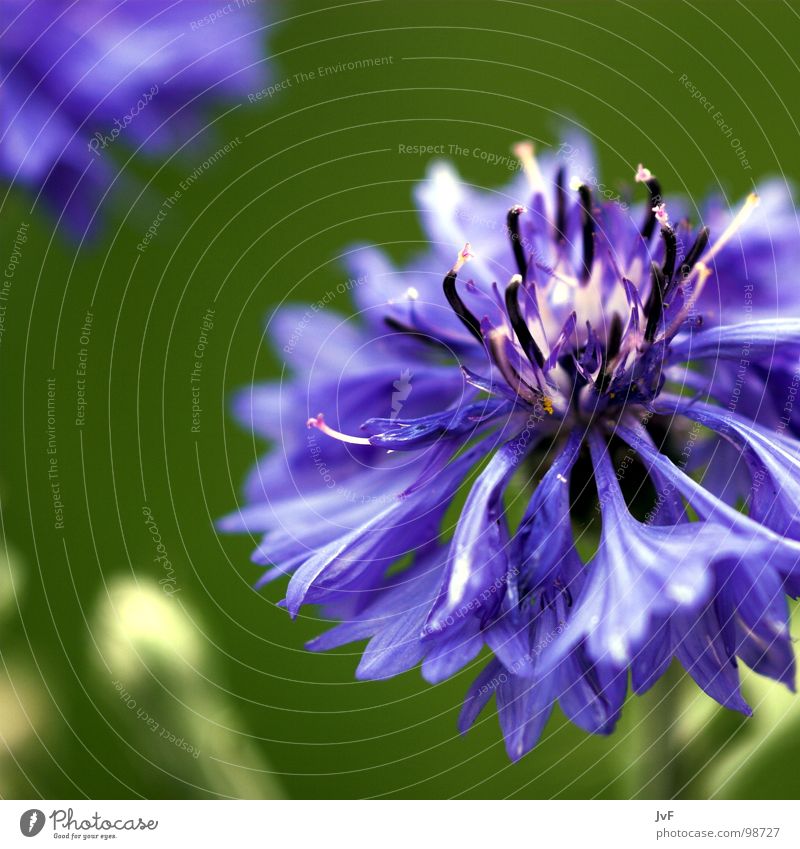[Purple] Violet Flower Green Multicoloured Salutation Bang Wake up Growth Cornflower Spring Happy Blossoming Life