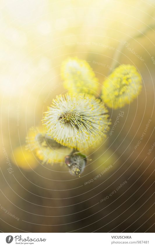 yellow willow catkin in sunlight Design Garden Environment Nature Plant Sunlight Spring Beautiful weather Blossom Wild plant Park Forest Catkin March April Blur